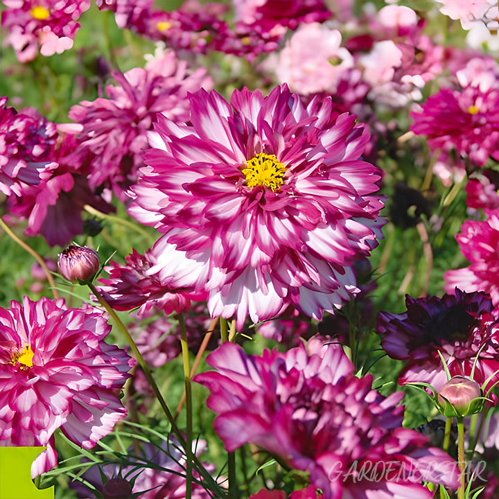 🌸Semillas de Cosmos Doble-Flor de la Felicidad