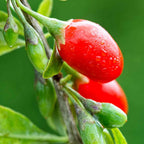 Semillas de goji
