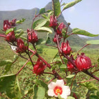 Semillas de hibisco Ribena