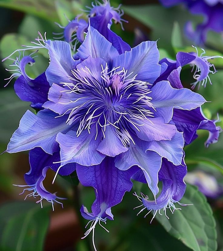 🌸 Semillas de pasionaria morada – ¡Cultiva tu propio paraíso exótico!