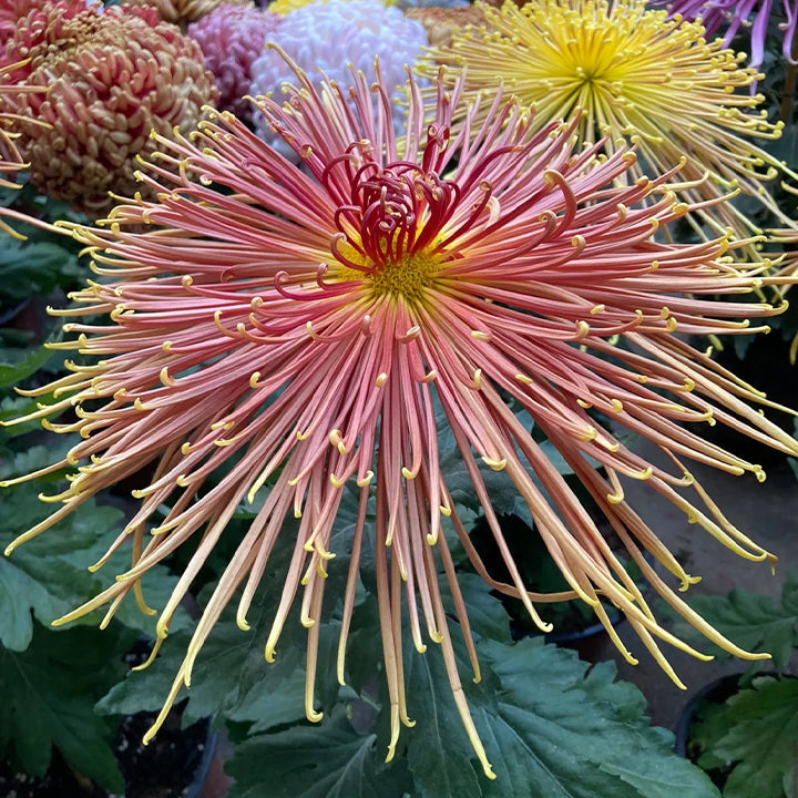 Semillas raras de crisantemo dorado - Flor de la longevidad💞