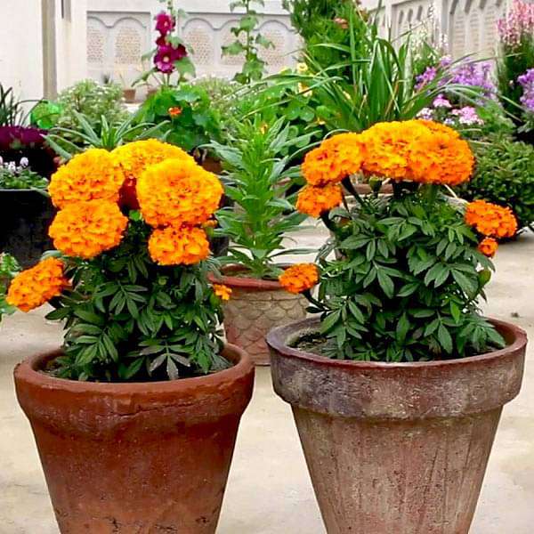 Juego de 14 semillas de flores de caléndula mágicas