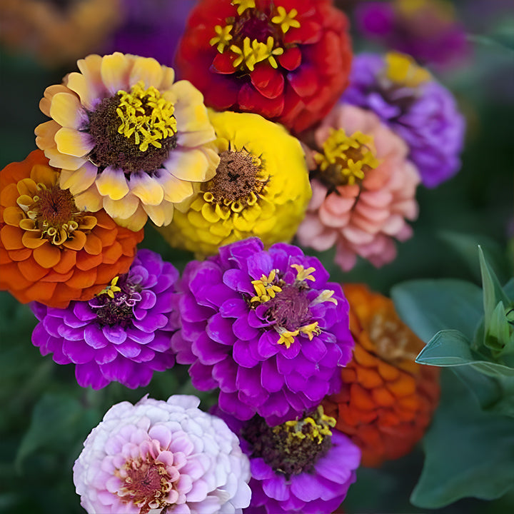 🌺Semillas de Zinnia Doble Enana