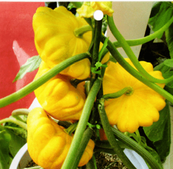 Semillas de calabaza raras y exóticas