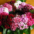 Enano WEE Willie SWEET WILLIAM Mezcla de Colores Semillas de Flores Dianthus Barbatus