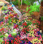 Semillas de Flores Perennes Mixtas-Más de 60 variedades mezcladas