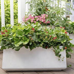 Tomate Cherry Rosa Uva