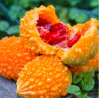 Semillas de uva Lai para jardín Semillas de calabaza amarga