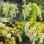 💛Spiraea Golden Fountain
