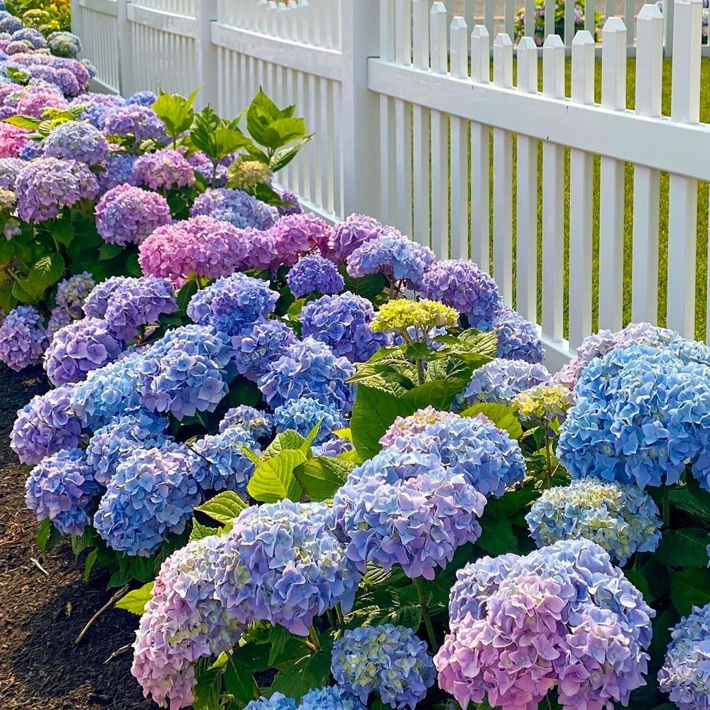 🌸Hortensia: La Belleza Atemporal de Cada Jardín ✨