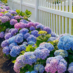 🌸Hortensia: La Belleza Atemporal de Cada Jardín ✨