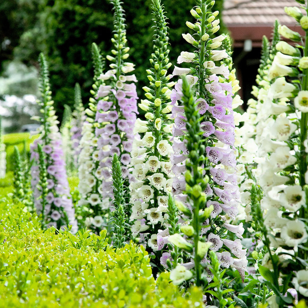 Semillas de Digitalis Purpurea