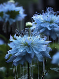 Nigella Sativa-Amor en la Niebla