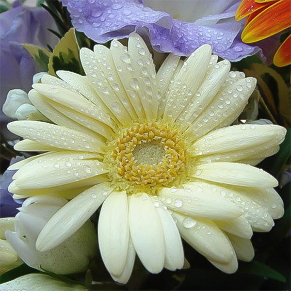 Semillas de gerbera de color blanco cremoso, girasol