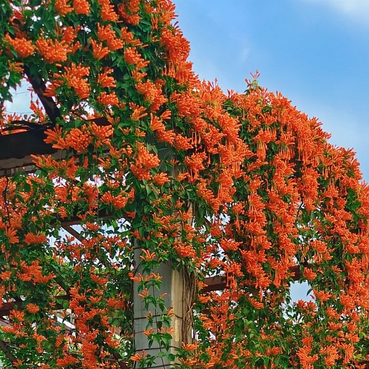 Semillas de Flores Mixtas para Trepar - Más de 30 variedades mezcladas