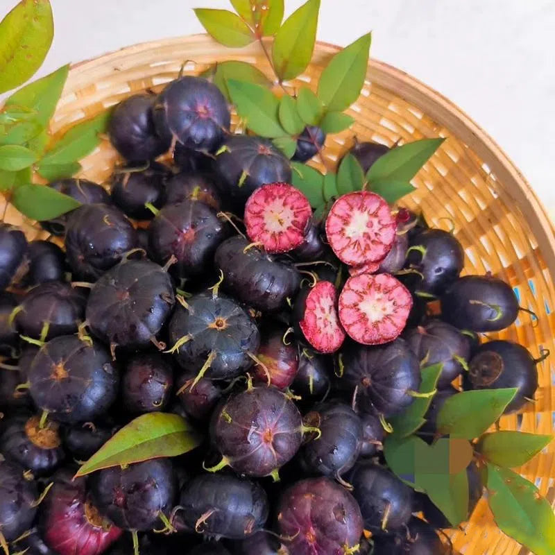 Semillas de ginseng de frutas rojas-Fruta araña