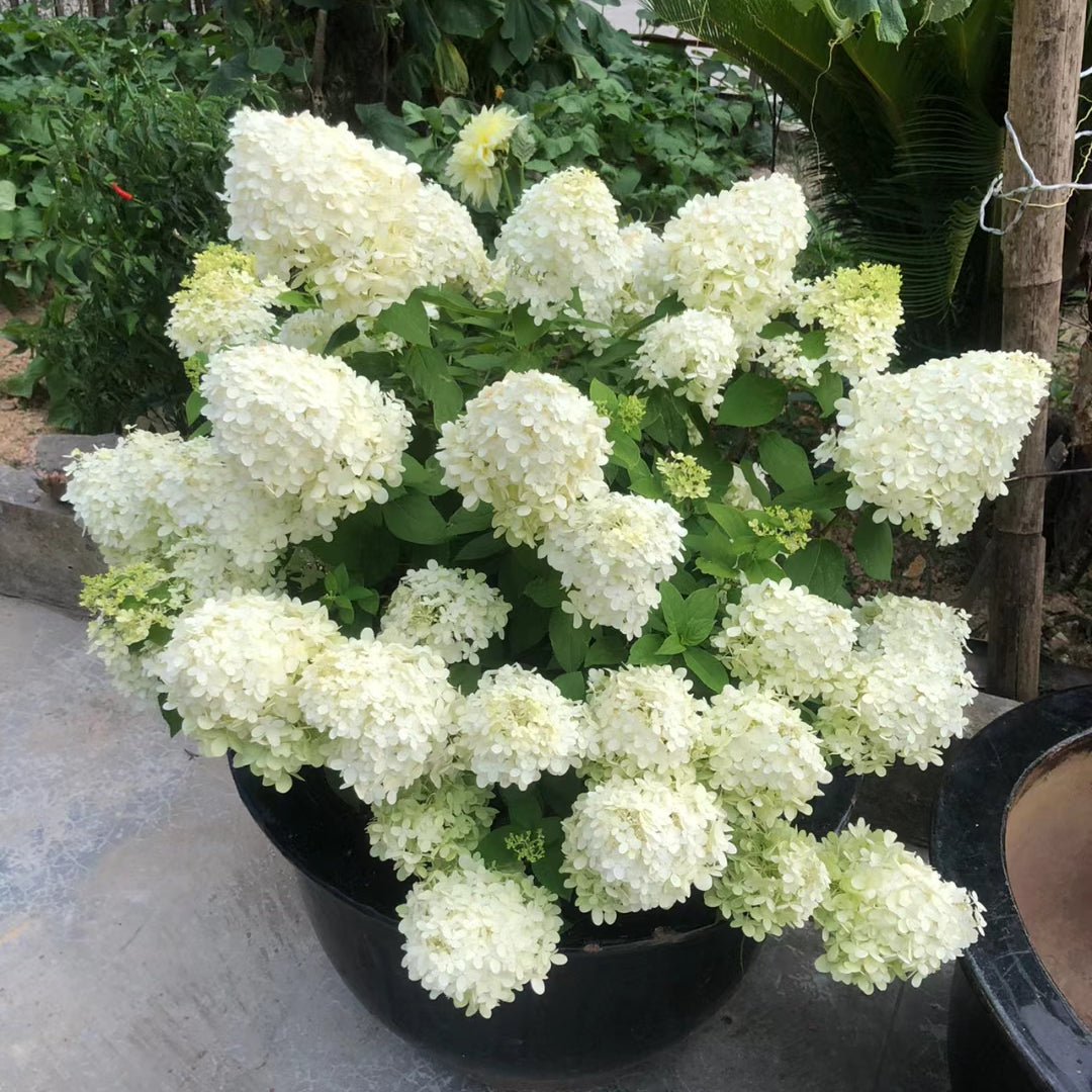 Semillas de flores de hortensia paniculata 💞 Semillas de flores para jardín en casa