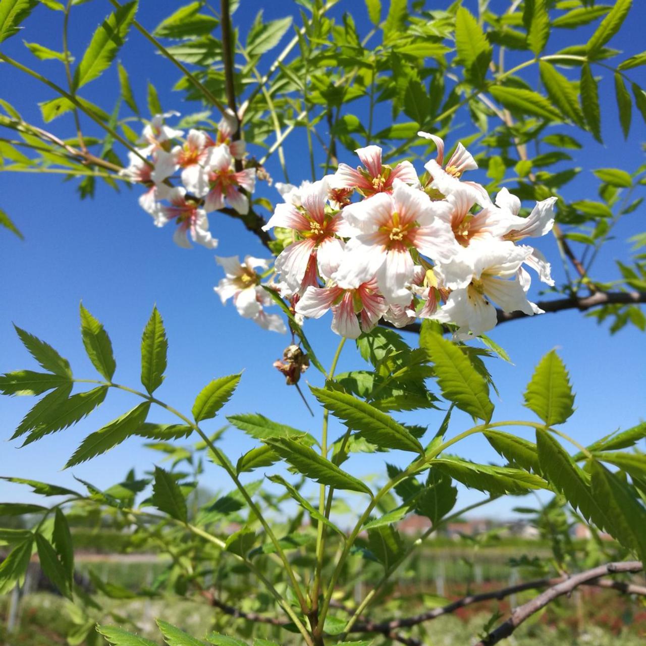 Xanthoceras Sorbifolia, Semillas de la Flor del Árbol de la Lluvia