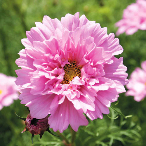🌸Semillas de Cosmos Doble-Flor de la Felicidad