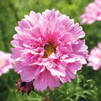 🌸Semillas de Cosmos Doble-Flor de la Felicidad