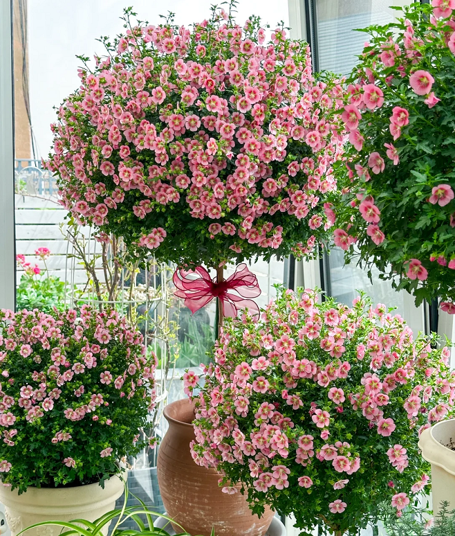 🌸Pequeñas semillas de Hibiscus Syriacus