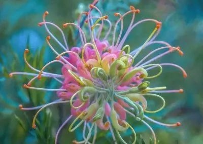 FLOR DE ARAÑA ROSA - GREVILLEA SP. - SEMILLAS DE 'PLANTAS' RARAS