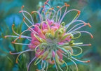 FLOR DE ARAÑA ROSA - GREVILLEA SP. - SEMILLAS DE 'PLANTAS' RARAS