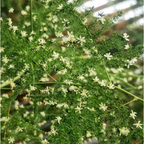 🌿 Semillas de Espárrago Plumoso – ¡Elegante y Exuberante Follaje para Cualquier Espacio! 🌿✨