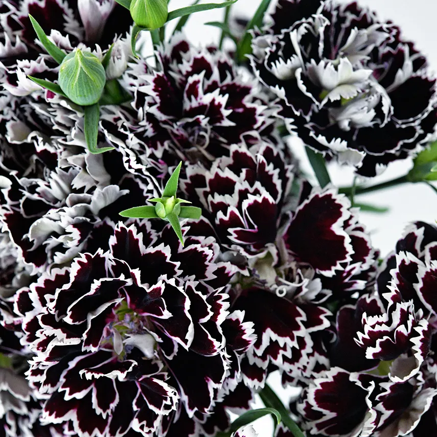 Semillas Mixtas Dianthus Corona