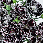 Semillas Mixtas Dianthus Corona