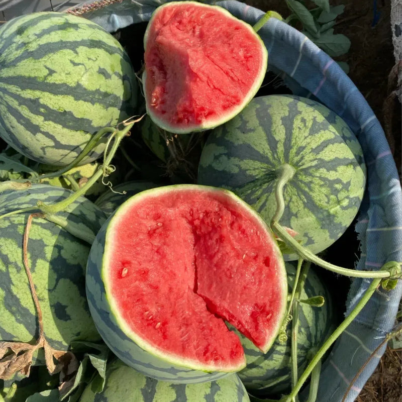 Semillas de sandía en maceta