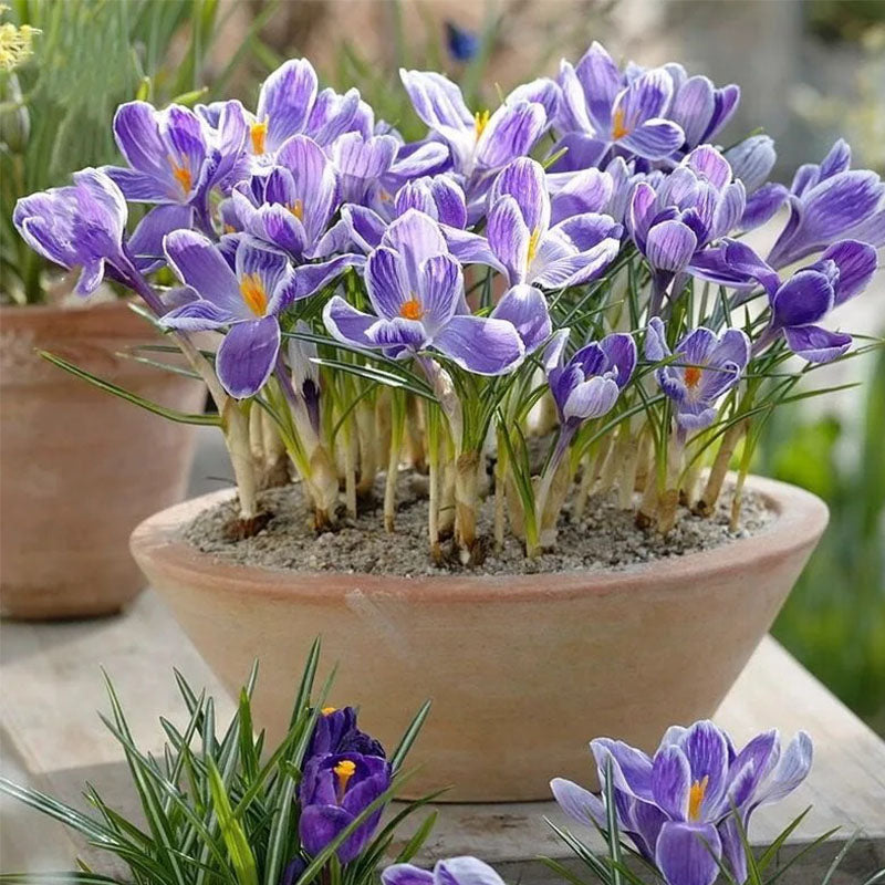 Bulbos de azafrán - Crocus Sativus