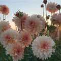 Semillas de Dalia - Símbolo de Belleza Espectacular
