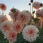 Semillas de Dalia - Símbolo de Belleza Espectacular