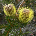 Banksia plateada de Teasel