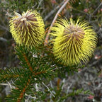 Banksia plateada de Teasel