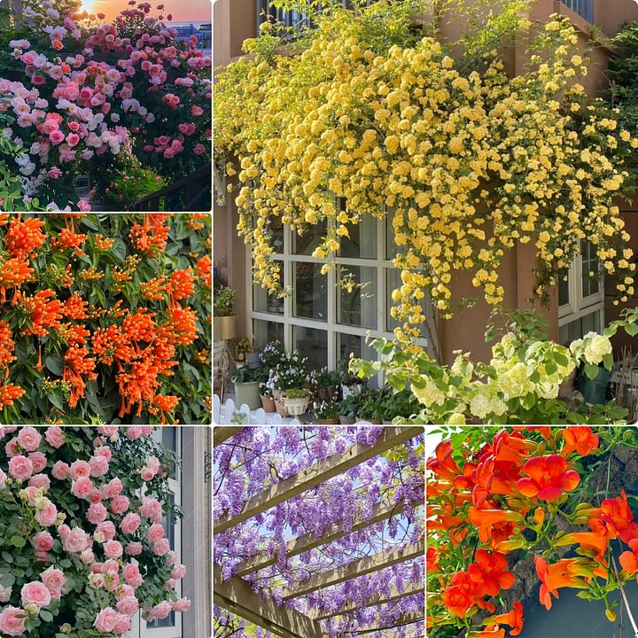 Semillas de Flores Mixtas para Trepar - Más de 30 variedades mezcladas