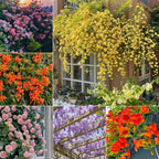Semillas de Flores Mixtas para Trepar - Más de 30 variedades mezcladas