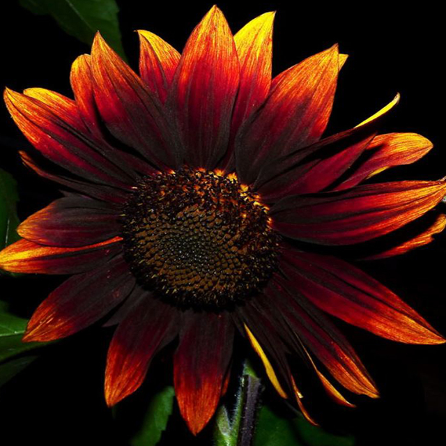 Girasol de vino tinto