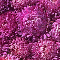 King Size Rose