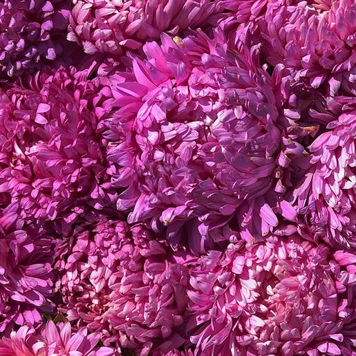 King Size Rose