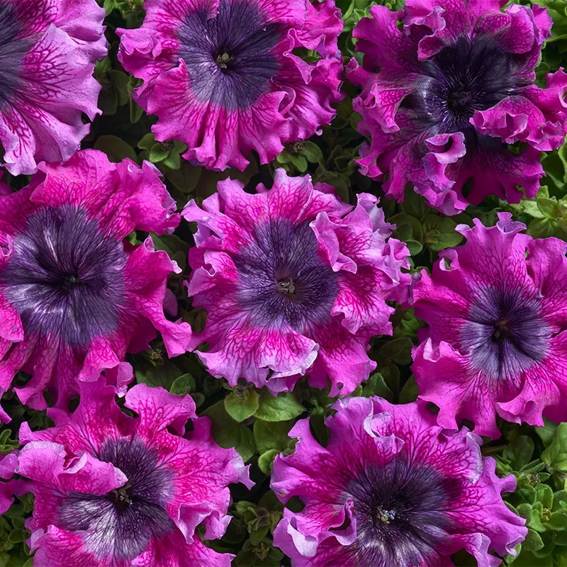 Semillas de petunia color rojo vino Superbissima