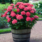🌸Hortensia: La Belleza Atemporal de Cada Jardín ✨