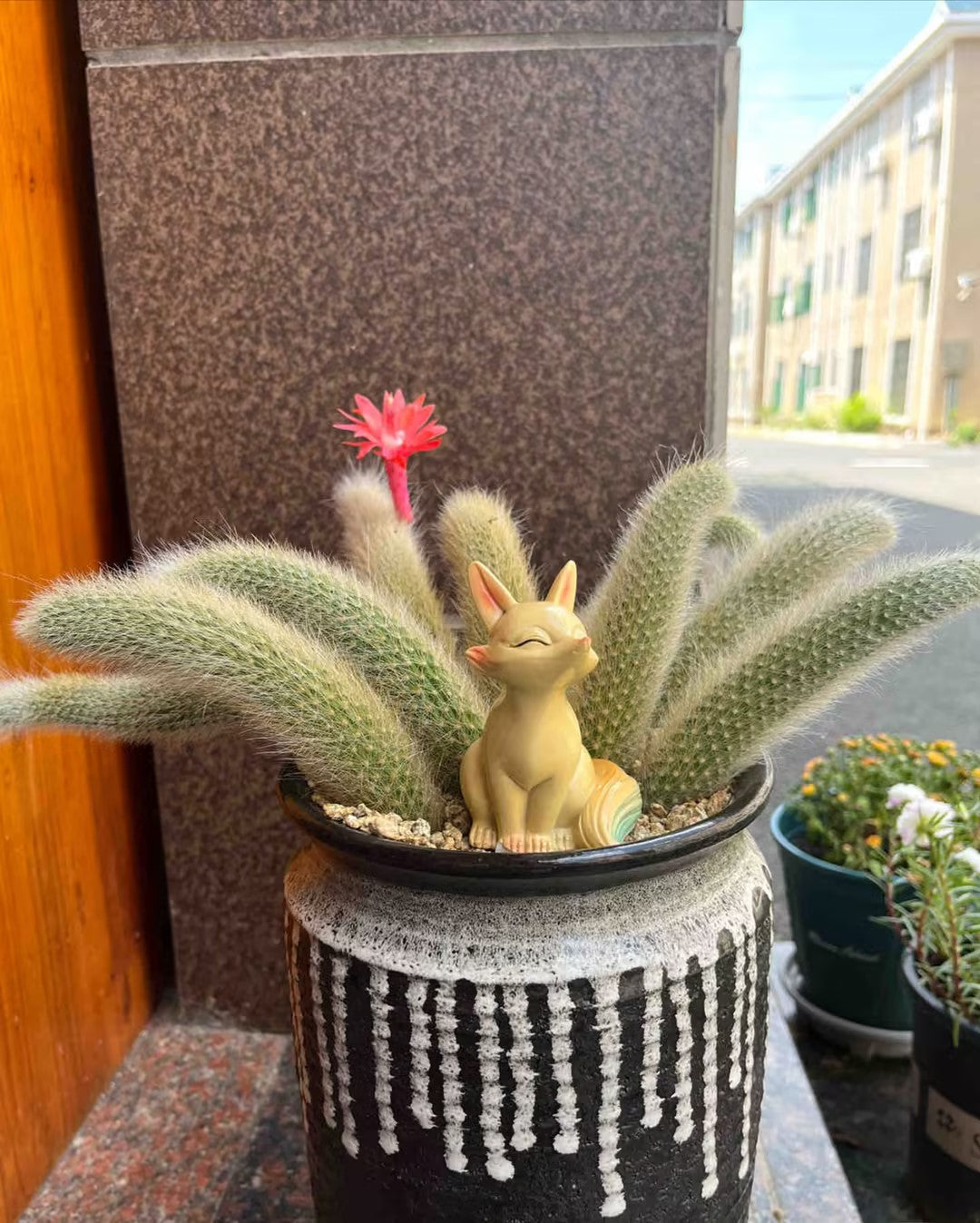 Semillas de cactus Monkey Tail - Zorro de nueve colas