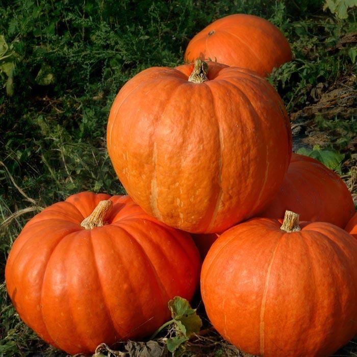 Semillas de calabaza raras y exóticas