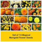 Juego de 14 semillas de flores de caléndula mágicas