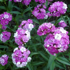 Enano WEE Willie SWEET WILLIAM Mezcla de Colores Semillas de Flores Dianthus Barbatus