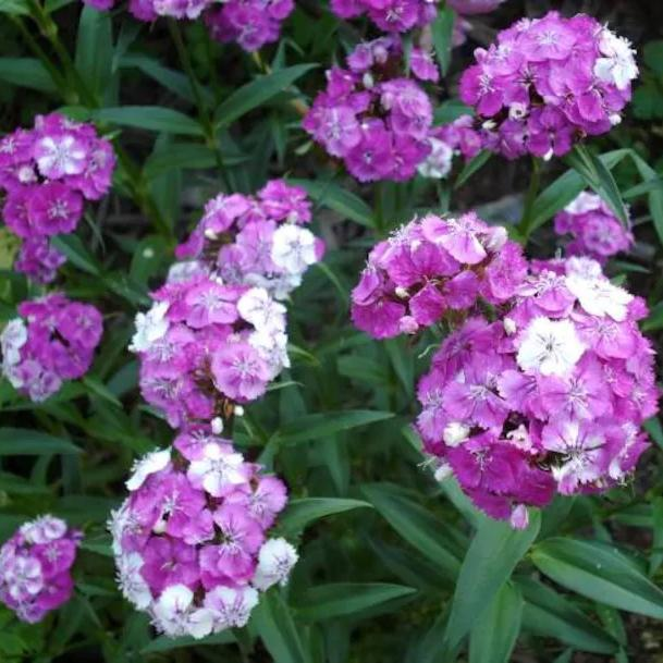 Enano WEE Willie SWEET WILLIAM Mezcla de Colores Semillas de Flores Dianthus Barbatus
