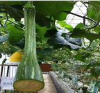 Cortar melón Sembrar semillas de melón