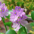 🌺Jacinto de agua - "La corona de flores violetas que embellece el mundo"🧚‍♀️🌿